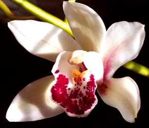 [Obrazek: orchidea.jpg]